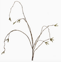 Hanging Willow Branch