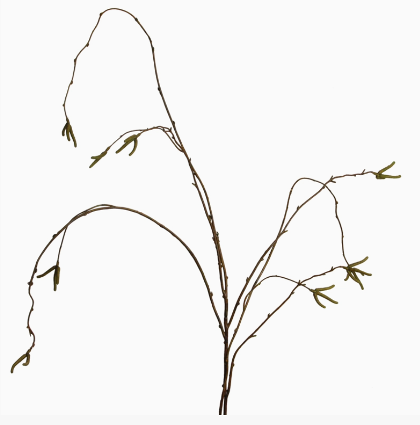 Hanging Willow Branch