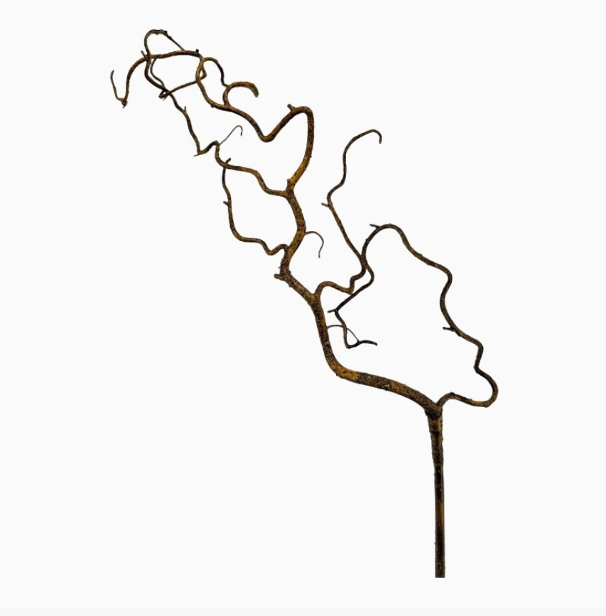 Corkscrew Willow