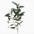 Olive Branch