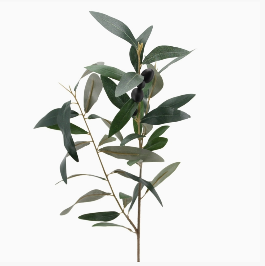 Olive Branch